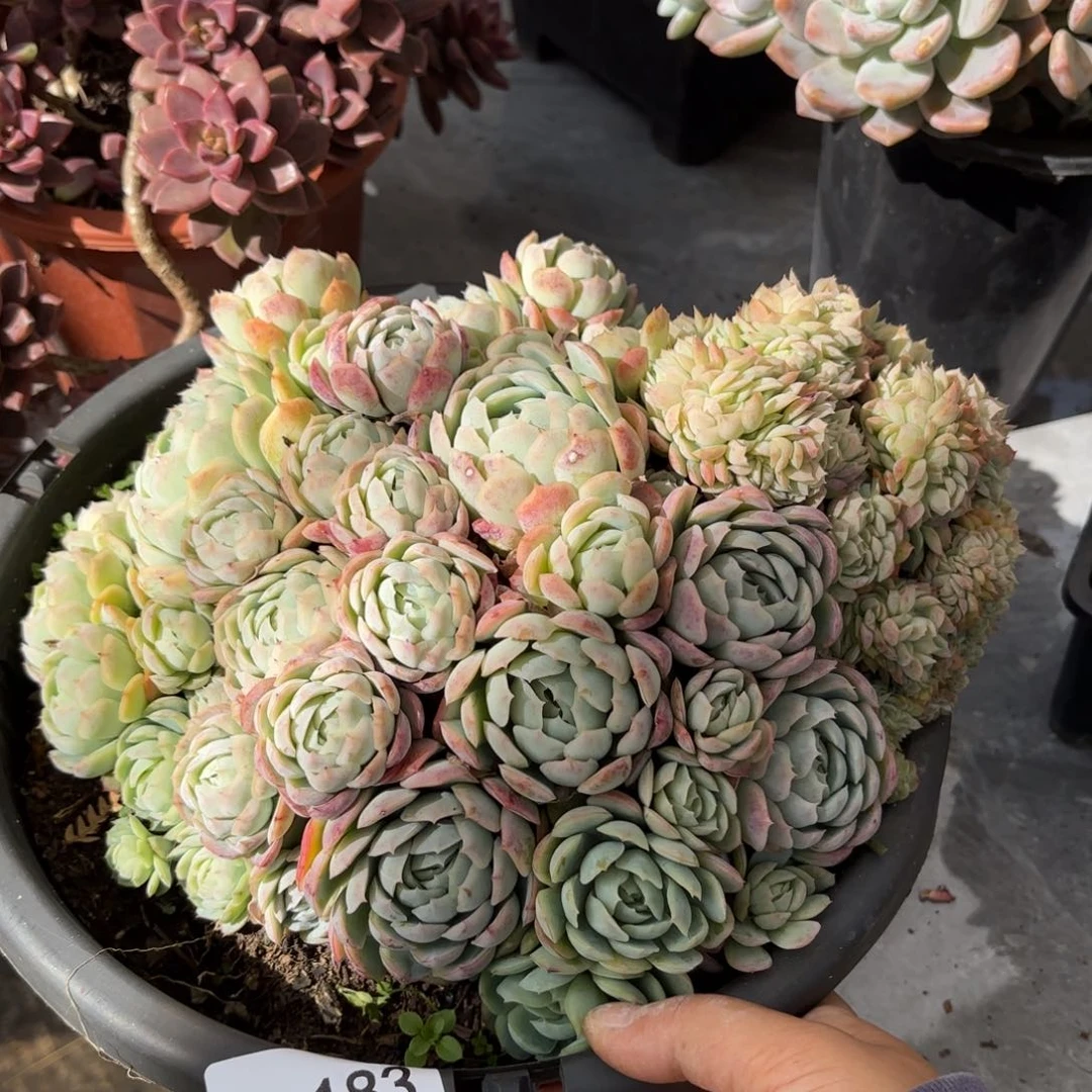 茗*同温层多肉贝瑞183带土球