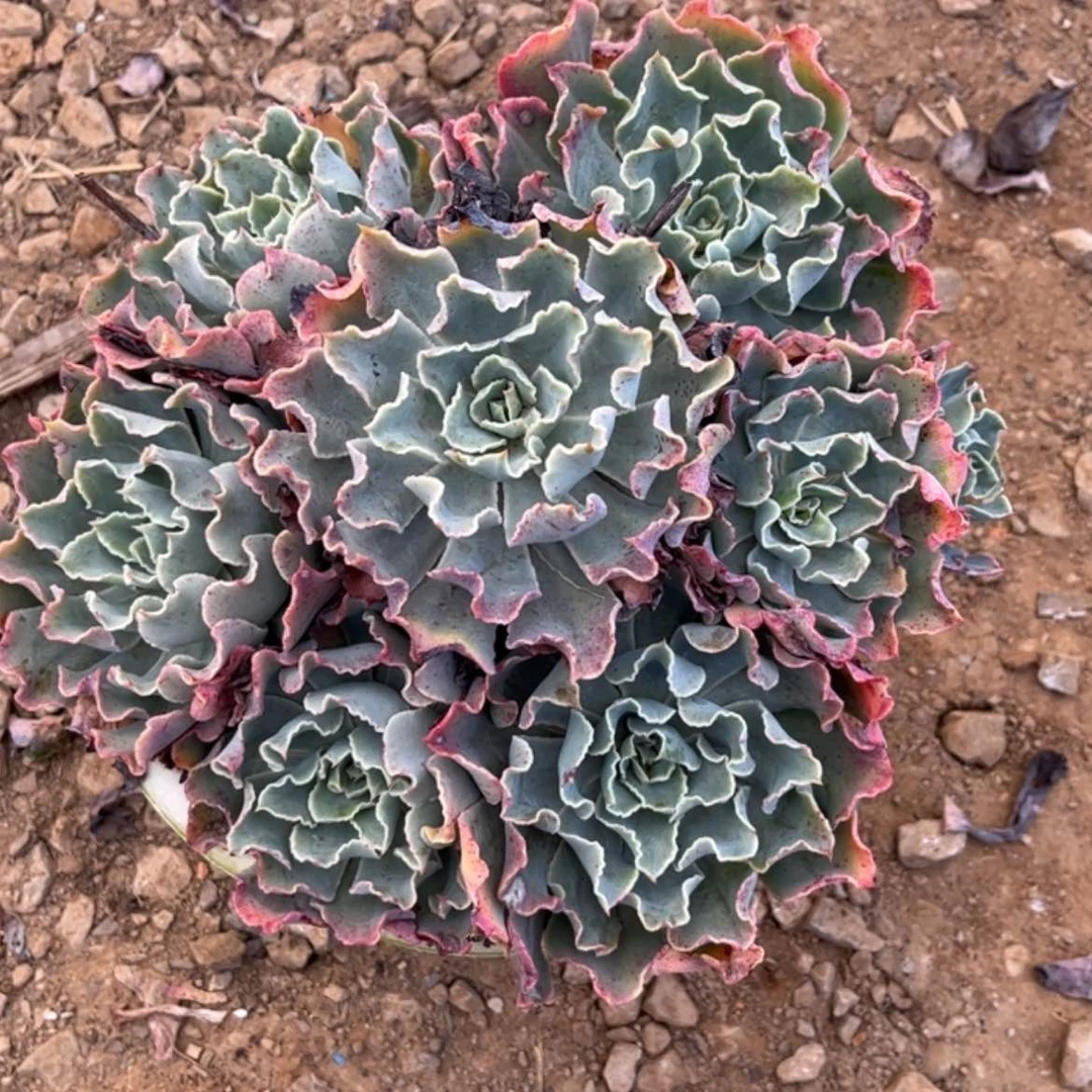 【闪购商品】A***佳海啸