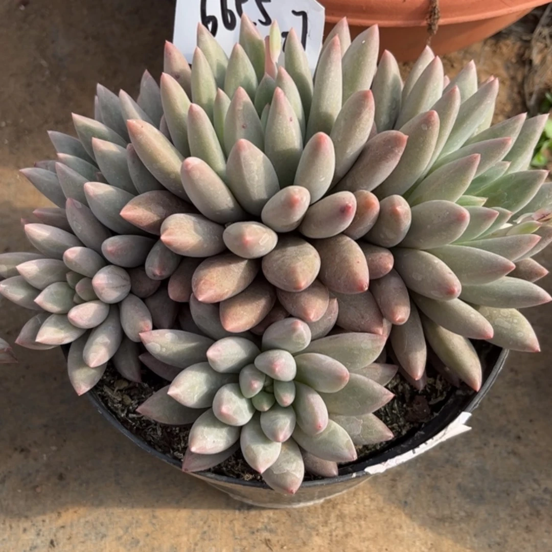 【闪购商品】红蜻蜓