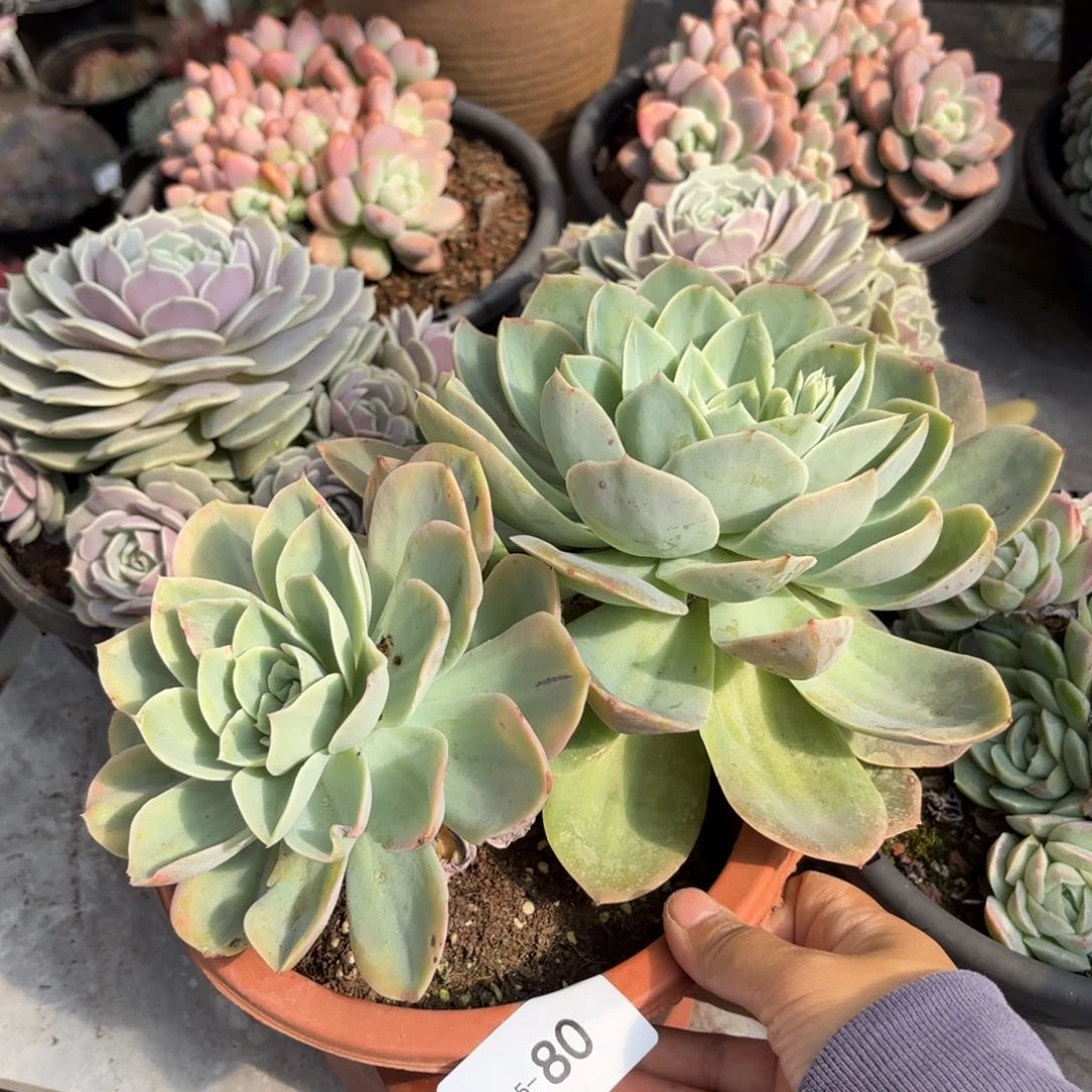 同温层多肉多明戈80