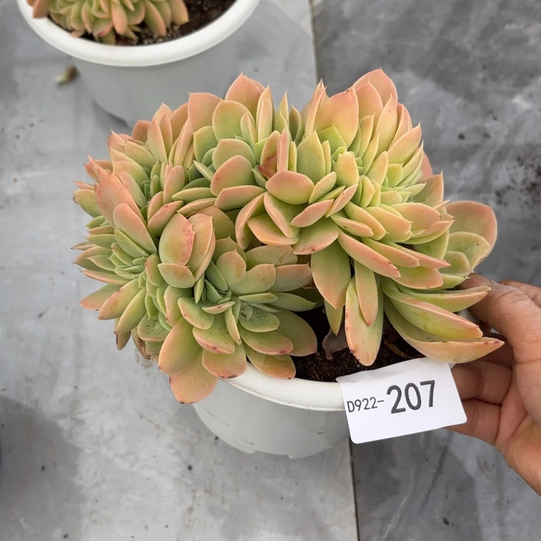0922 207丝绸缀同温层花卉