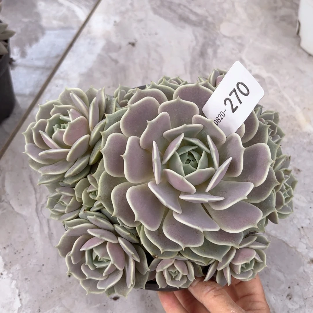 20270露娜莲同温层花卉