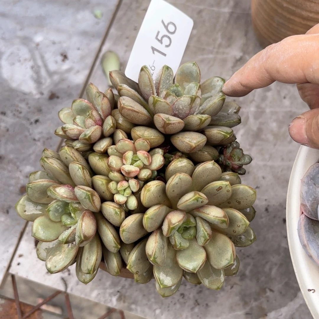 同温层多肉葡萄156