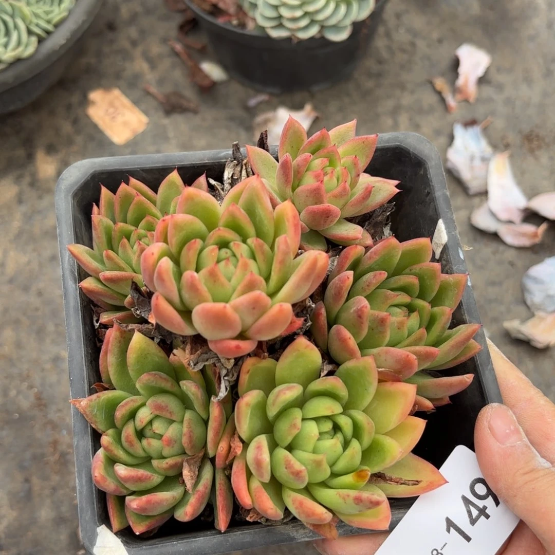 同温层多肉红蜡东云149