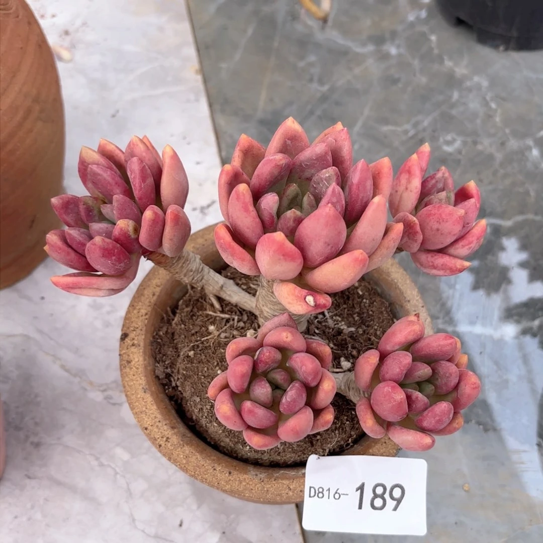 16189桃花源同温层花卉