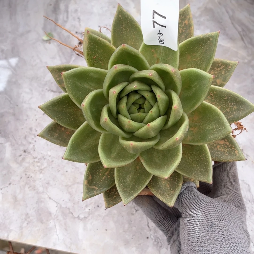 1877凸起玛丽亚同温层花卉