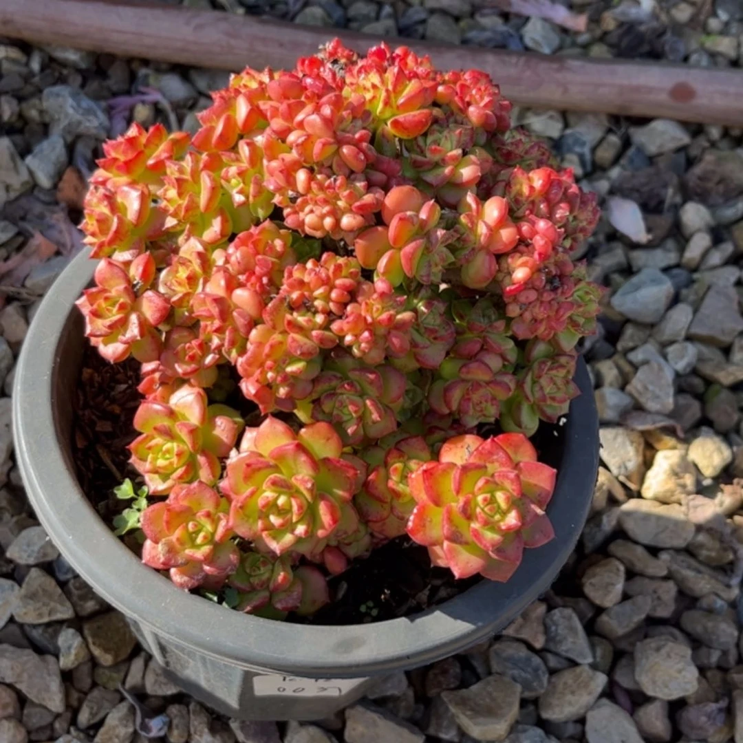 【闪购商品】泗****身迪亚