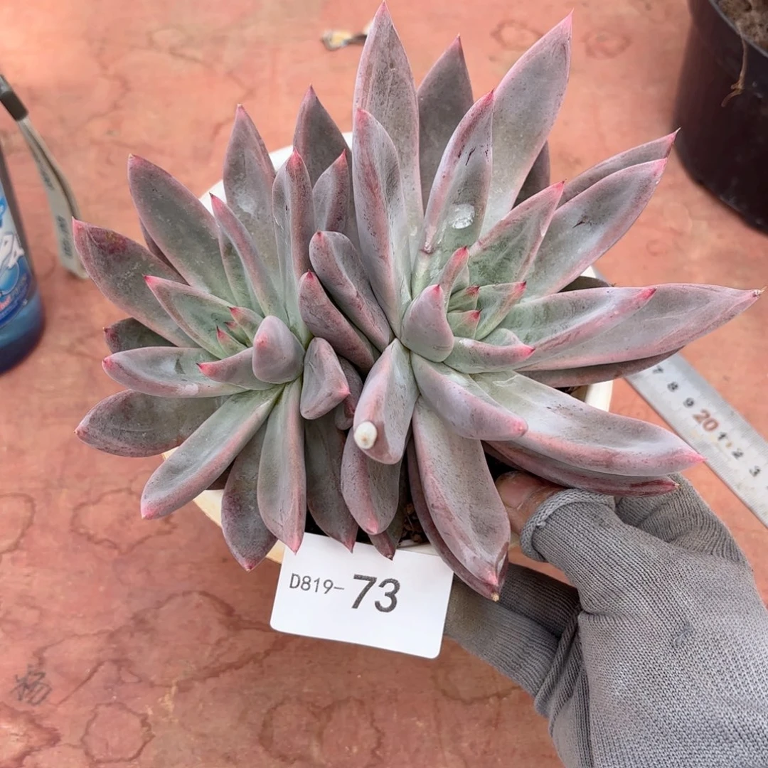 1973圣徒同温层花卉