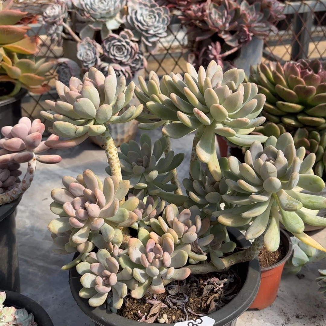 同温层多肉美人手指135