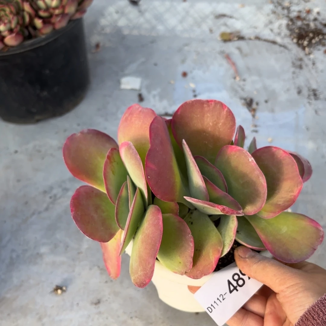 同温层多肉唐印锦489