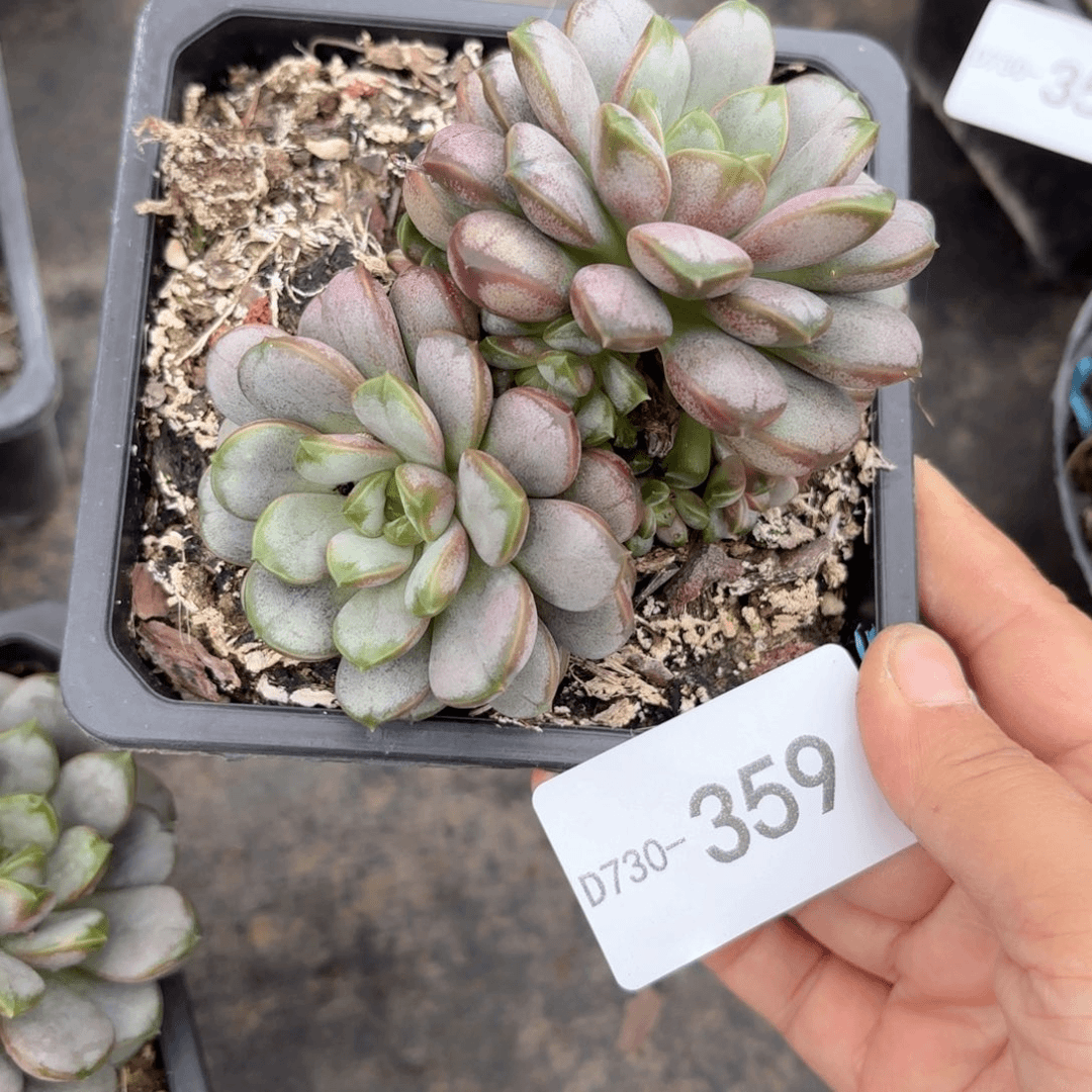 葡萄359 同温层多肉