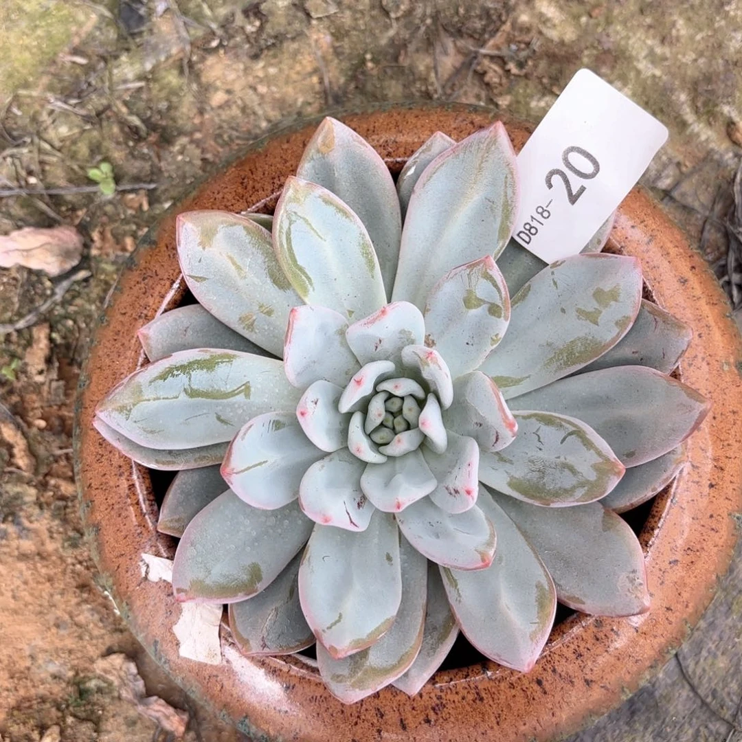 1820星星雪同温层花卉
