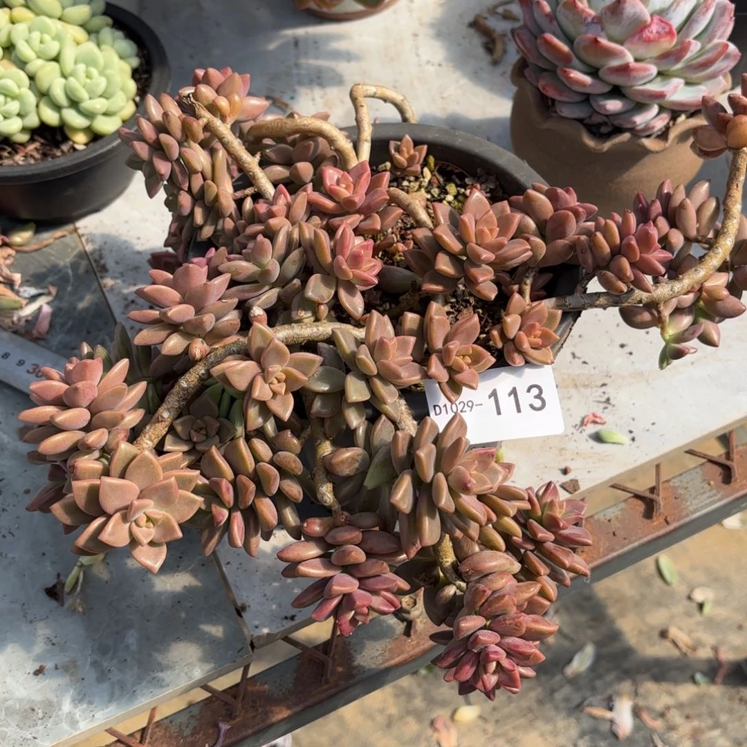 同温层多肉姬胧月113泡沫发