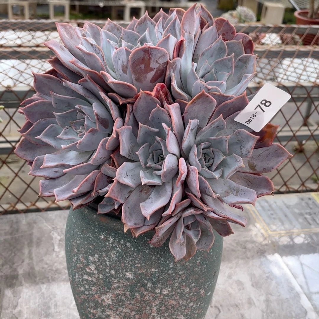 1878露西娜同温层花卉