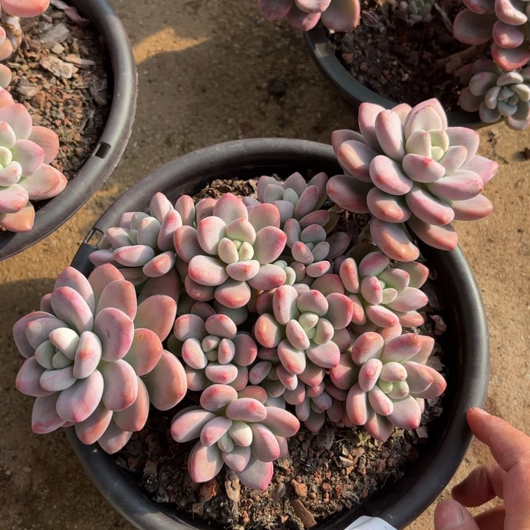 同温层多肉洛神280