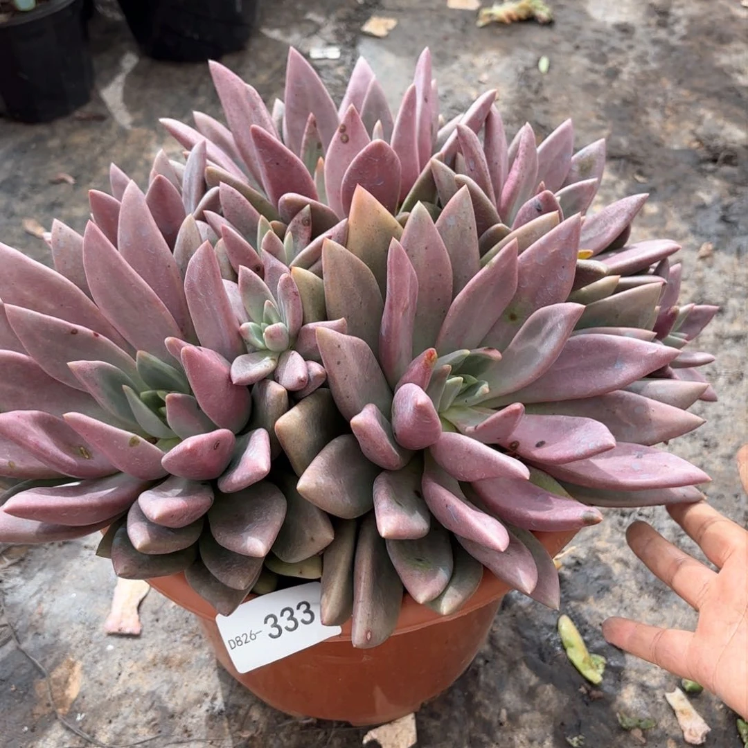 同温层多肉桃花源333