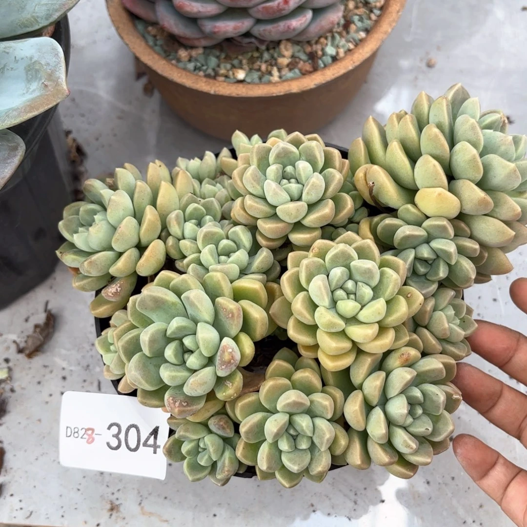 同温层多肉鹅卵石304