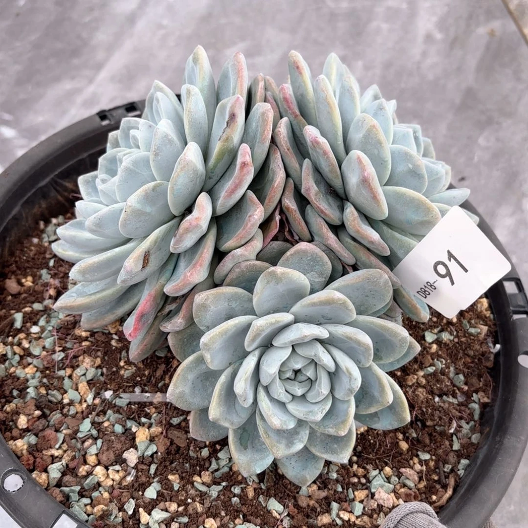 1891冰玉同温层花卉