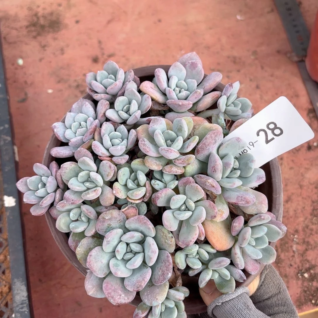 1928白露同温层花卉