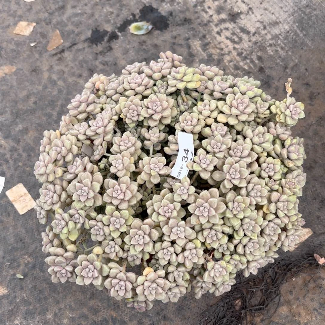 1834丸叶姬秋丽同温层花卉