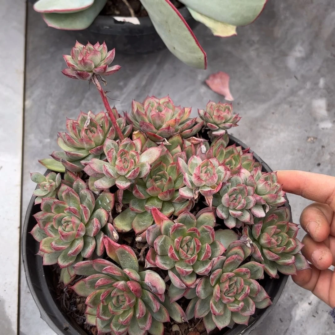 同温层多肉绿龙27