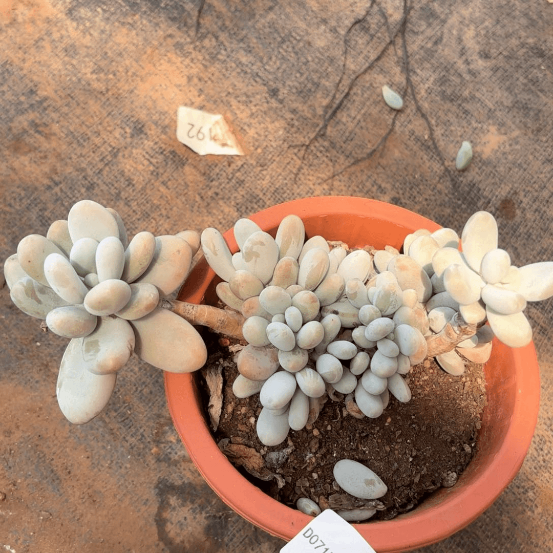 0717117奶同温层花卉