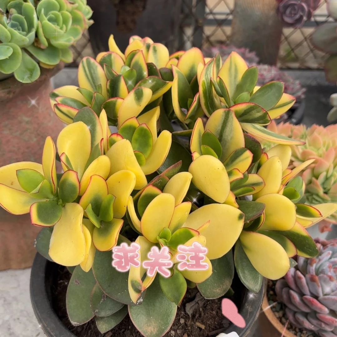 用****3同温层多肉新花月锦112