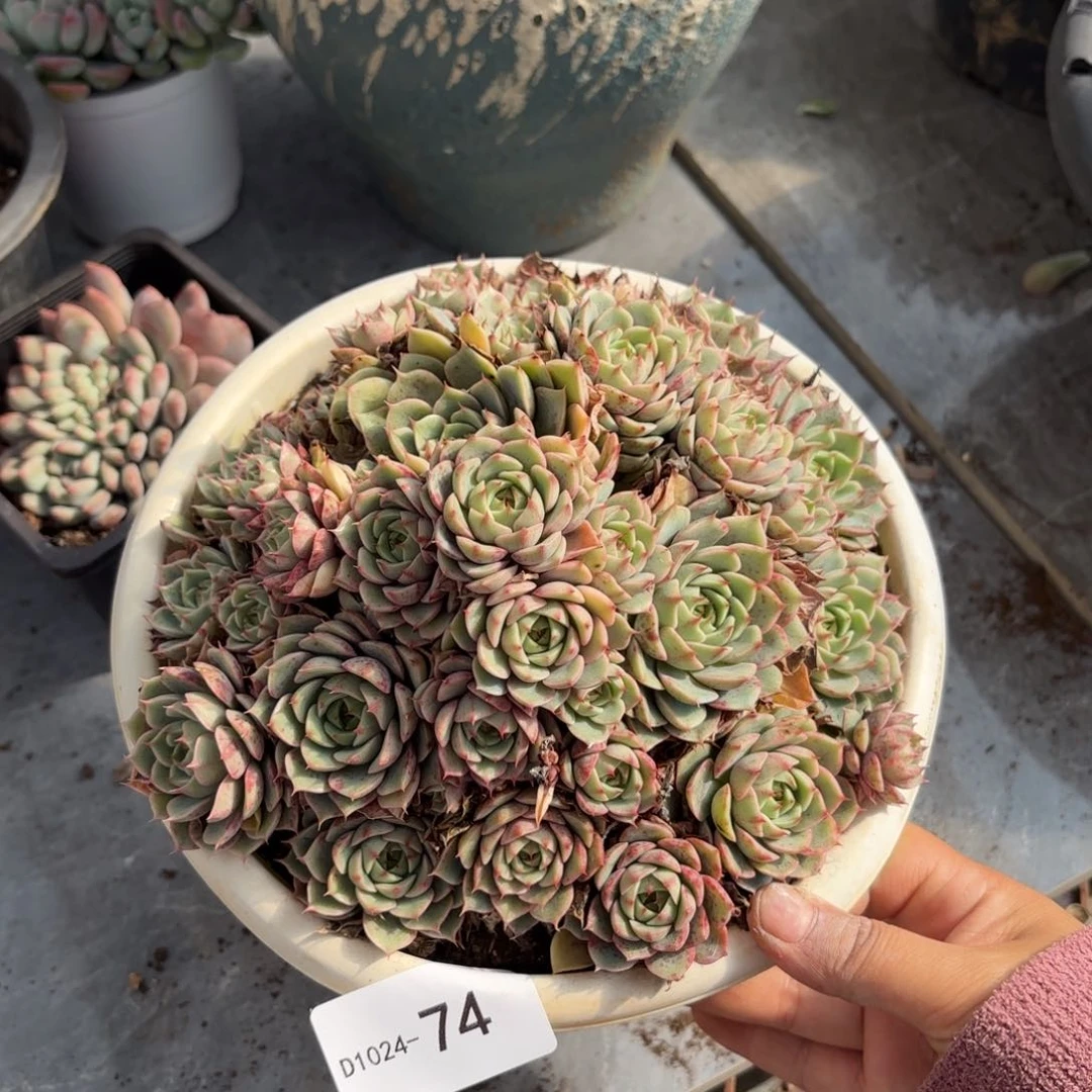 同温层多肉笨吧74