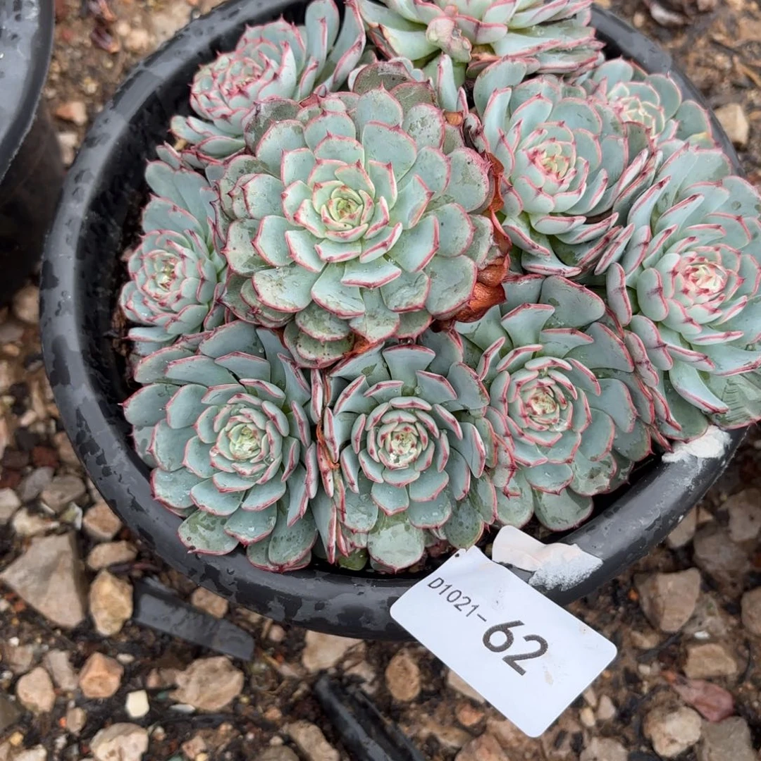 同温层多肉62恩西诺