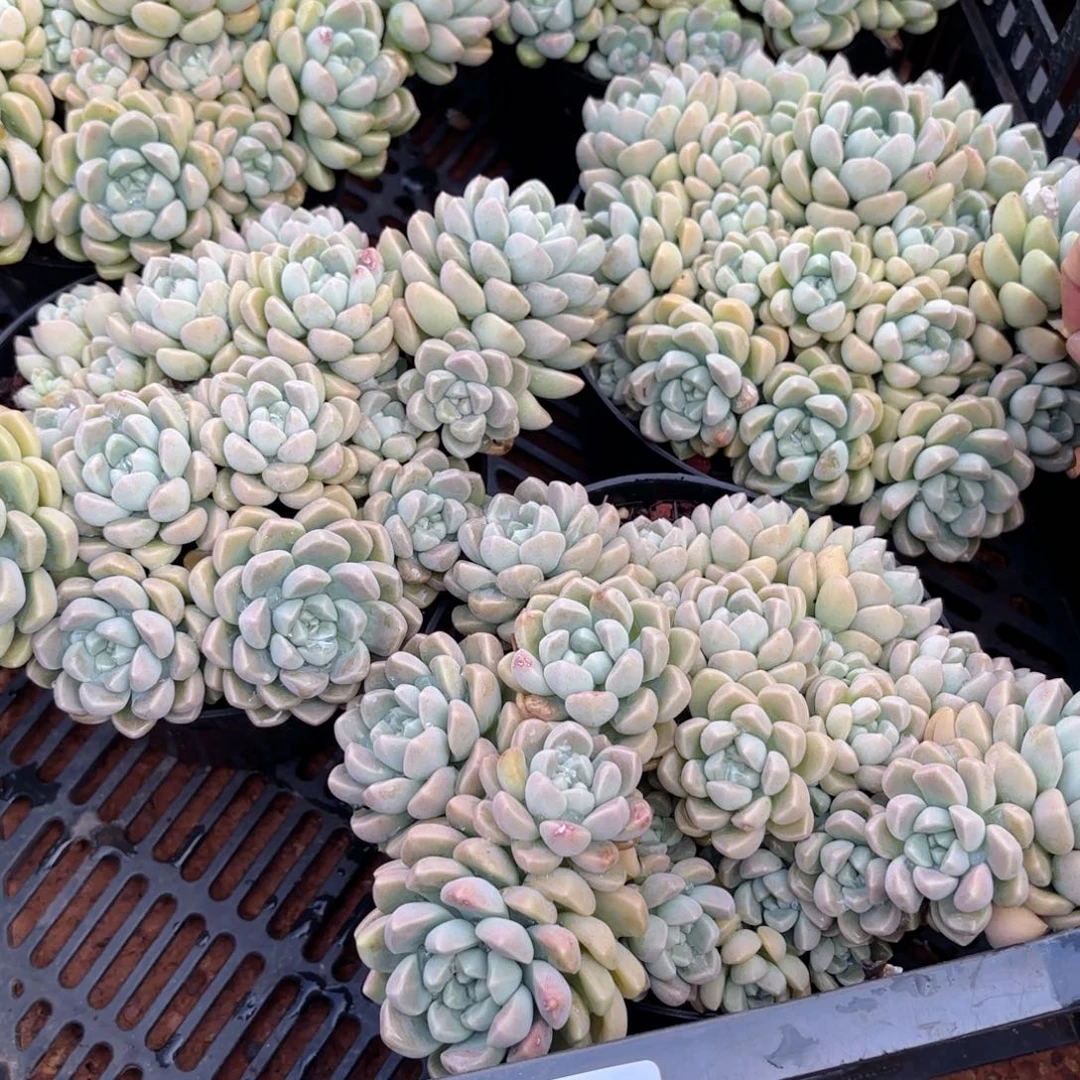 同温层多肉鹅卵石453量拍