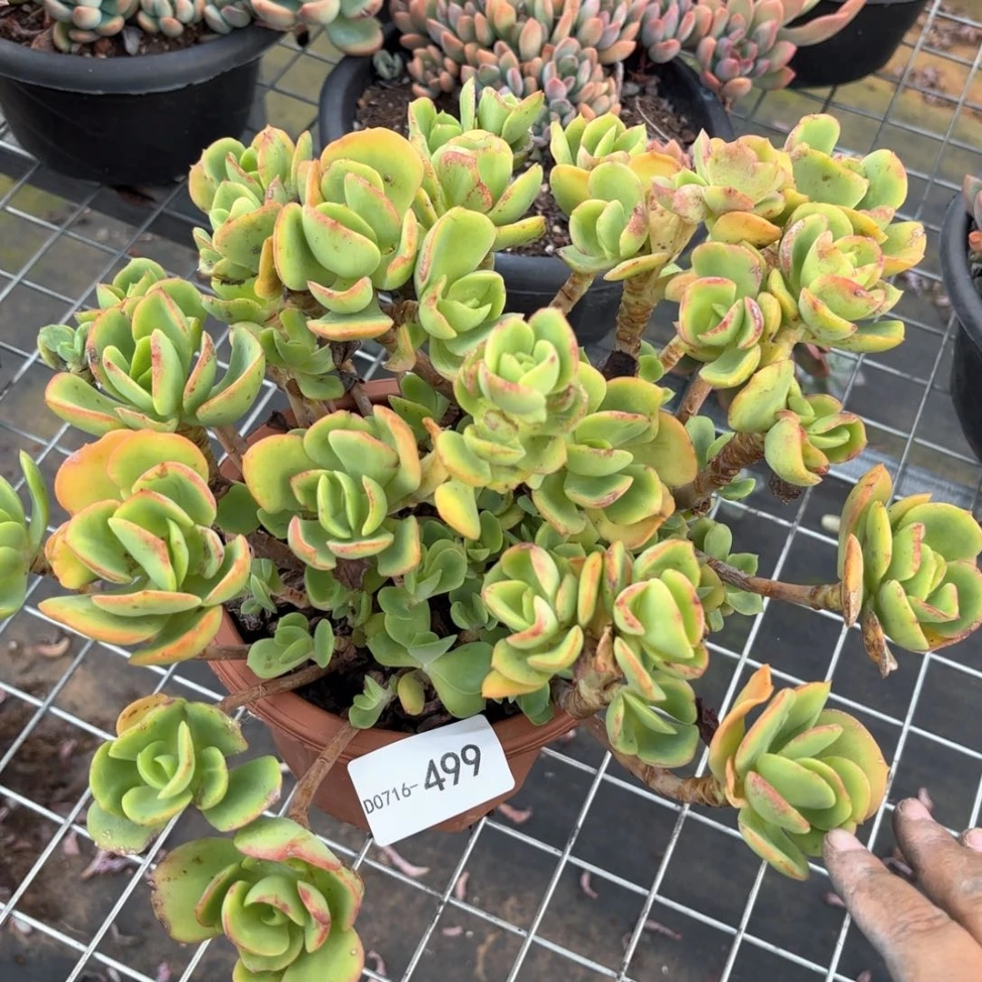 同温层多肉火焰玫瑰499