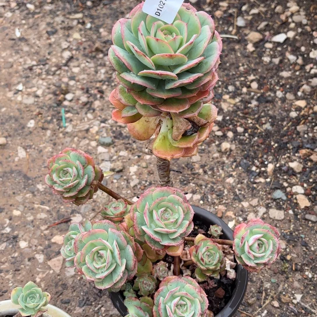 同温层多肉51克罗地亚