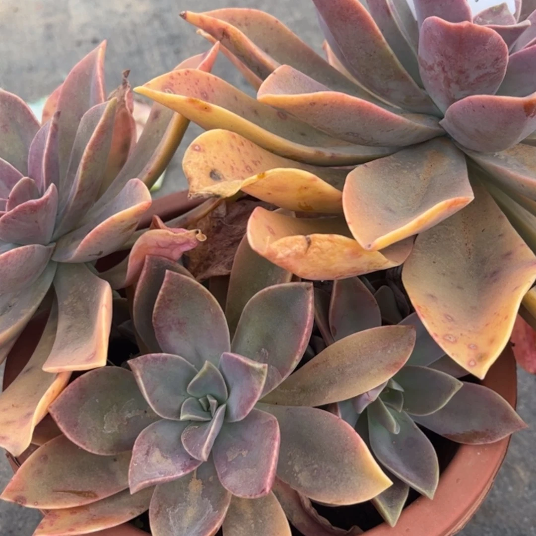 【闪购商品】贤**产太妃糖