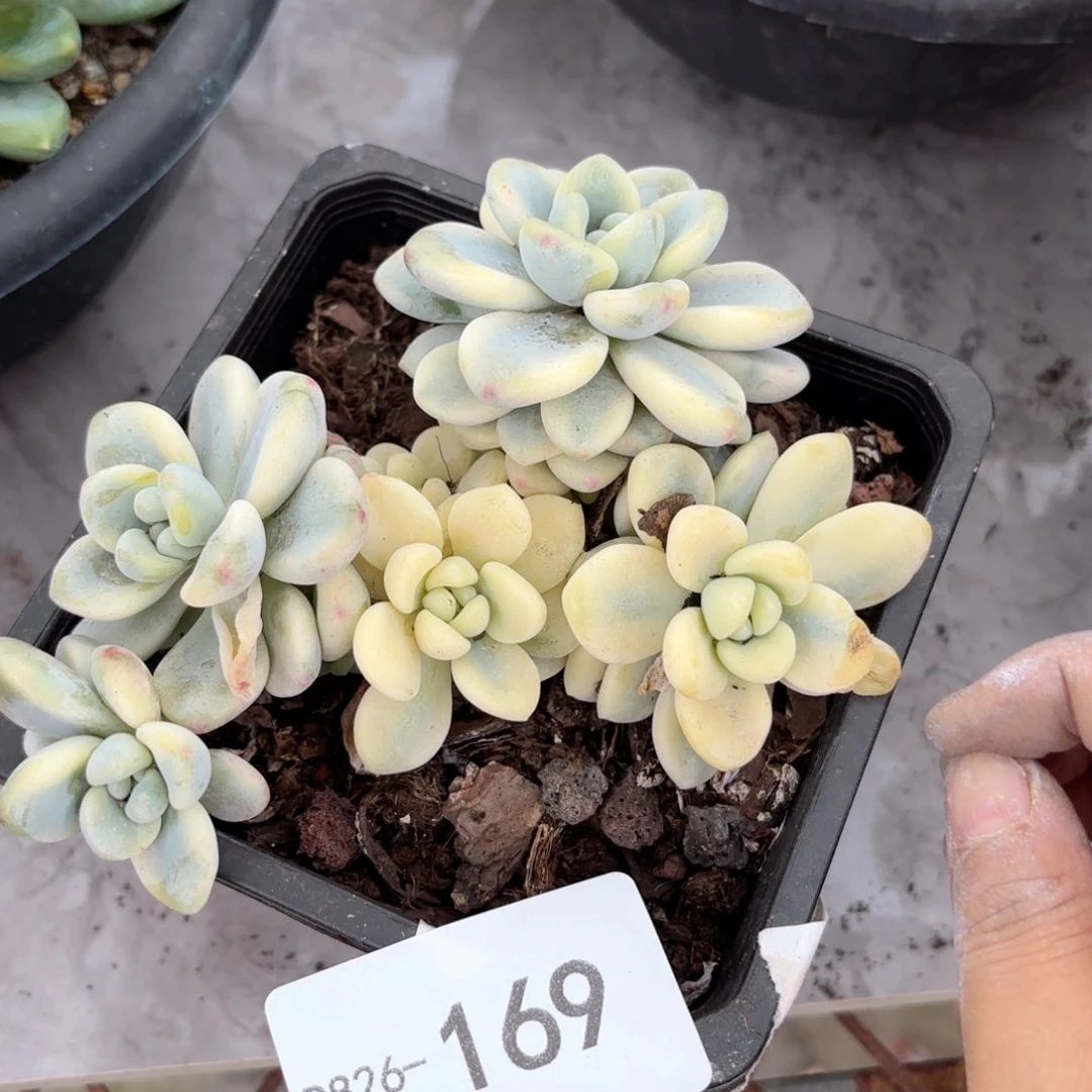 同温层多肉劳尔锦169