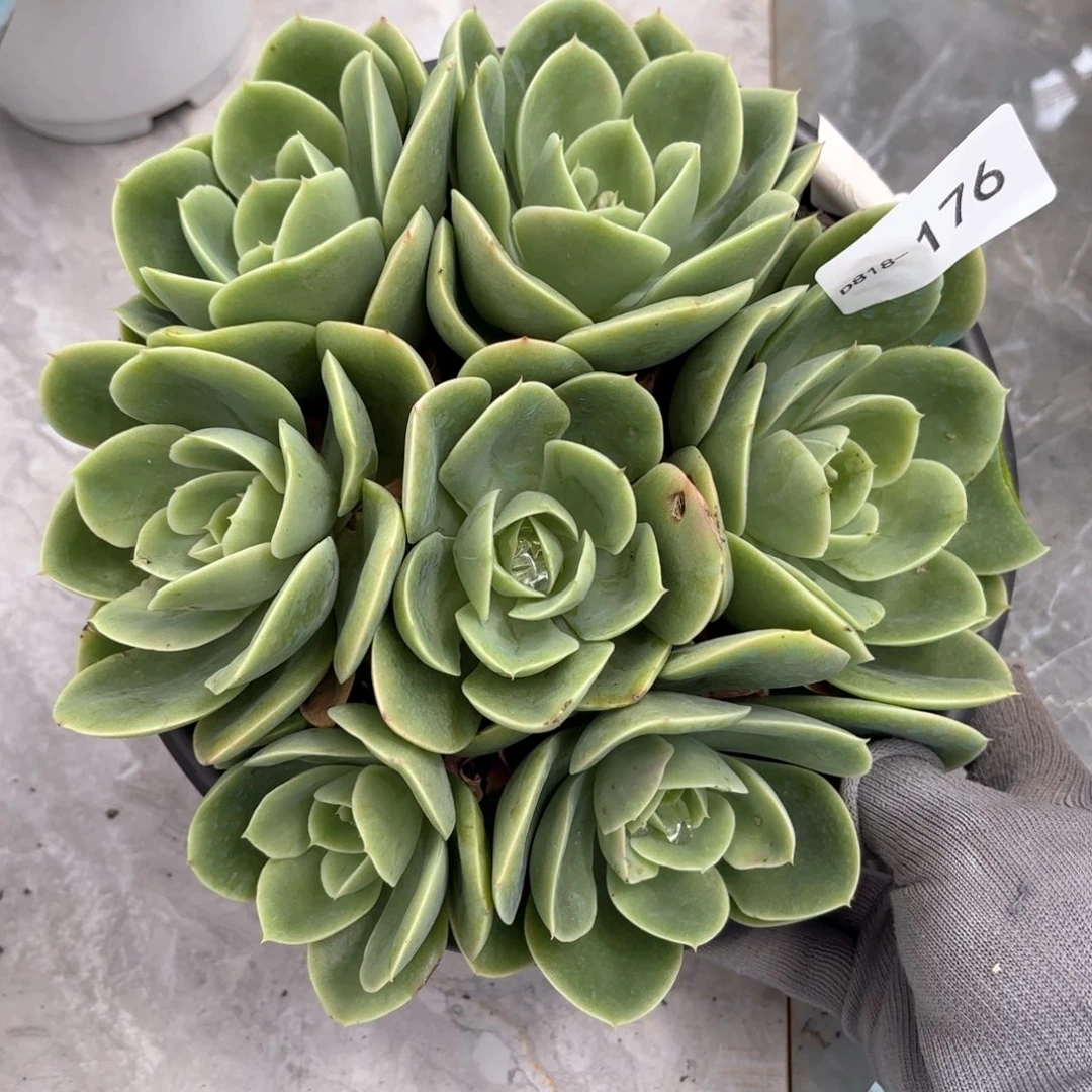 18176星娜塔同温层花卉