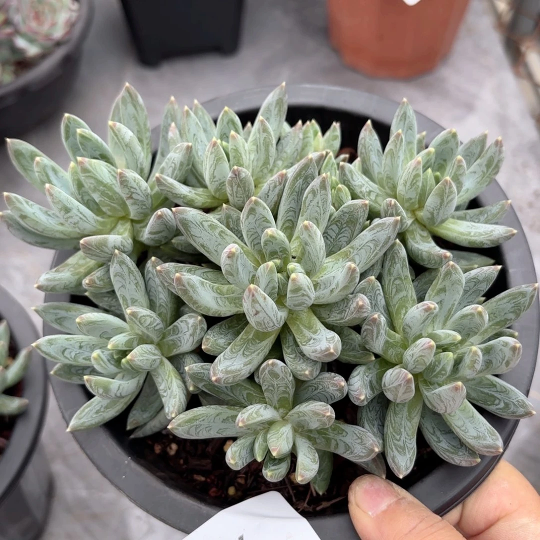 同温层多肉炫彩星26