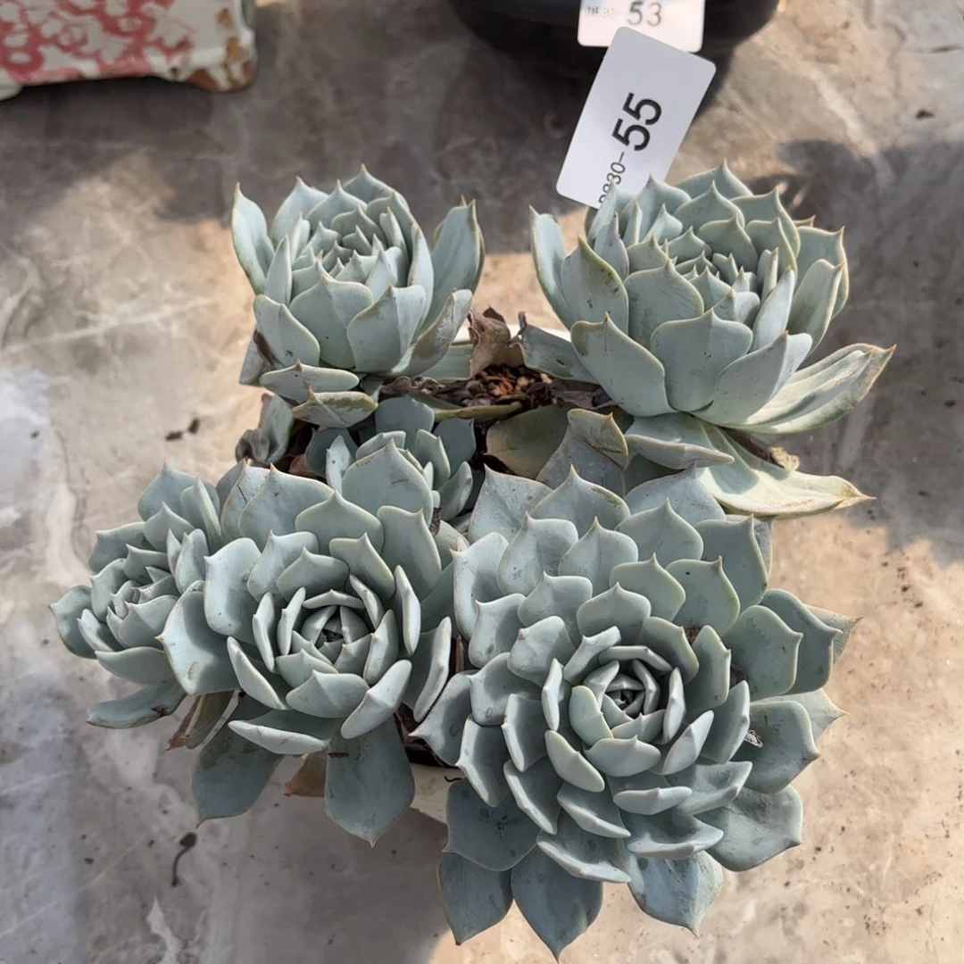 同温层多肉薄叶蓝鸟55