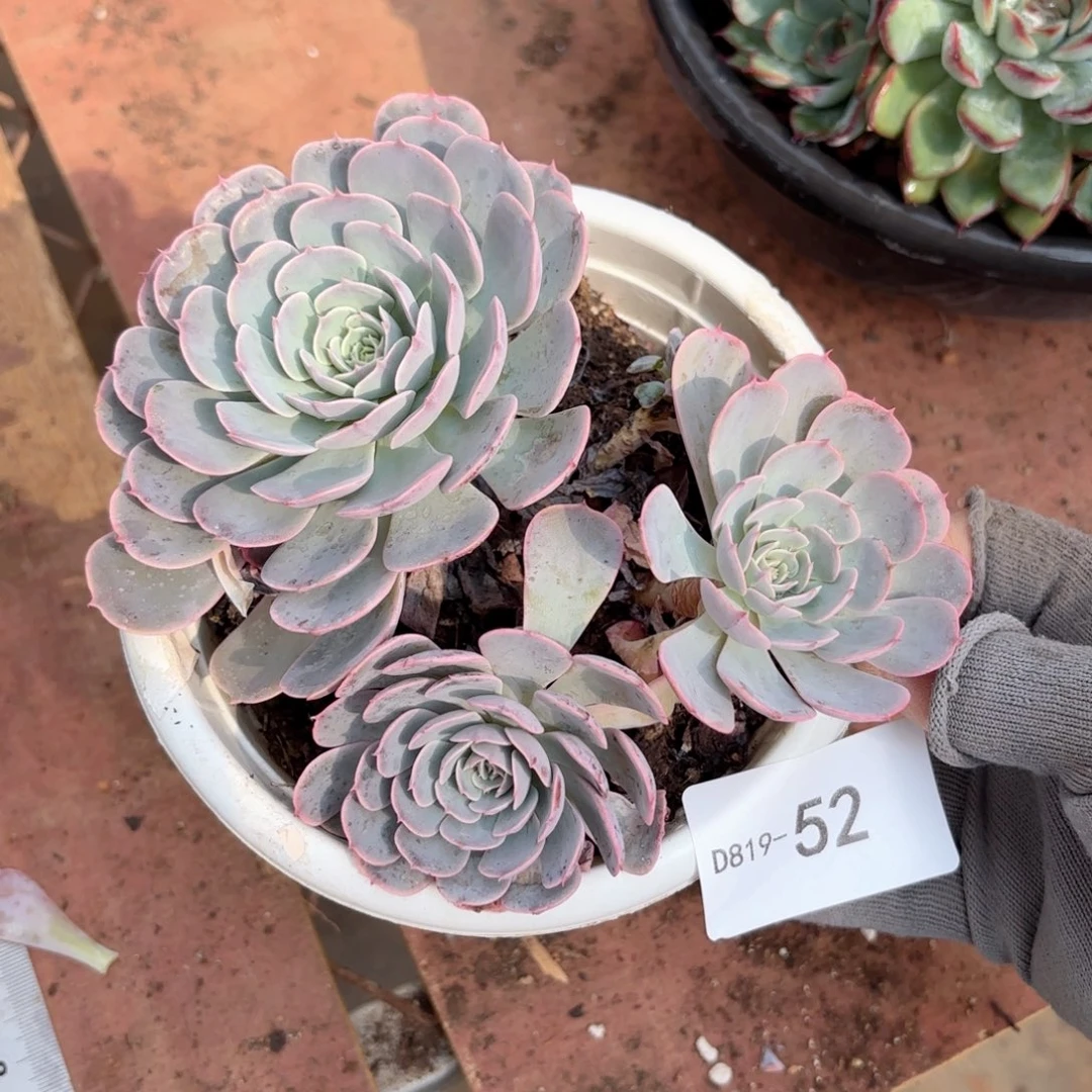 1952天赐同温层花卉