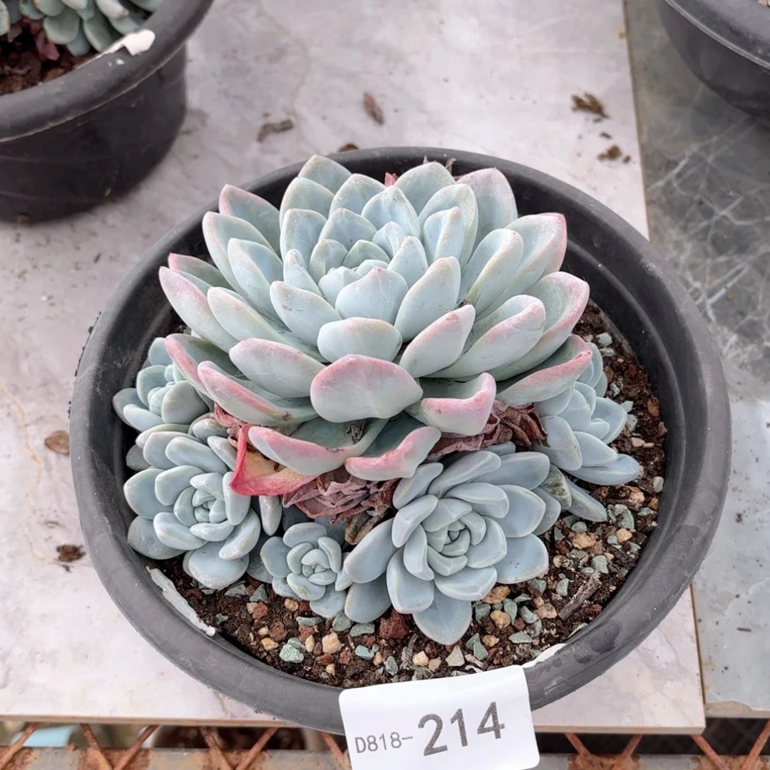 18214冰玉同温层花卉