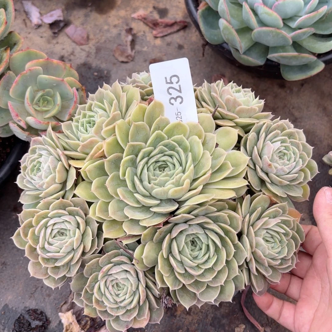 同温层多肉昂斯诺325