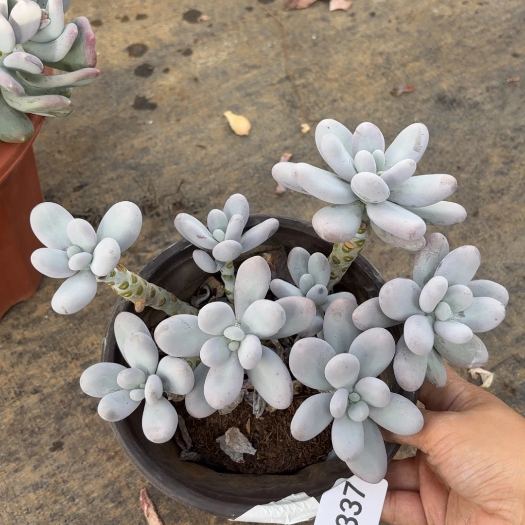 同温层多肉鸡蛋奶337