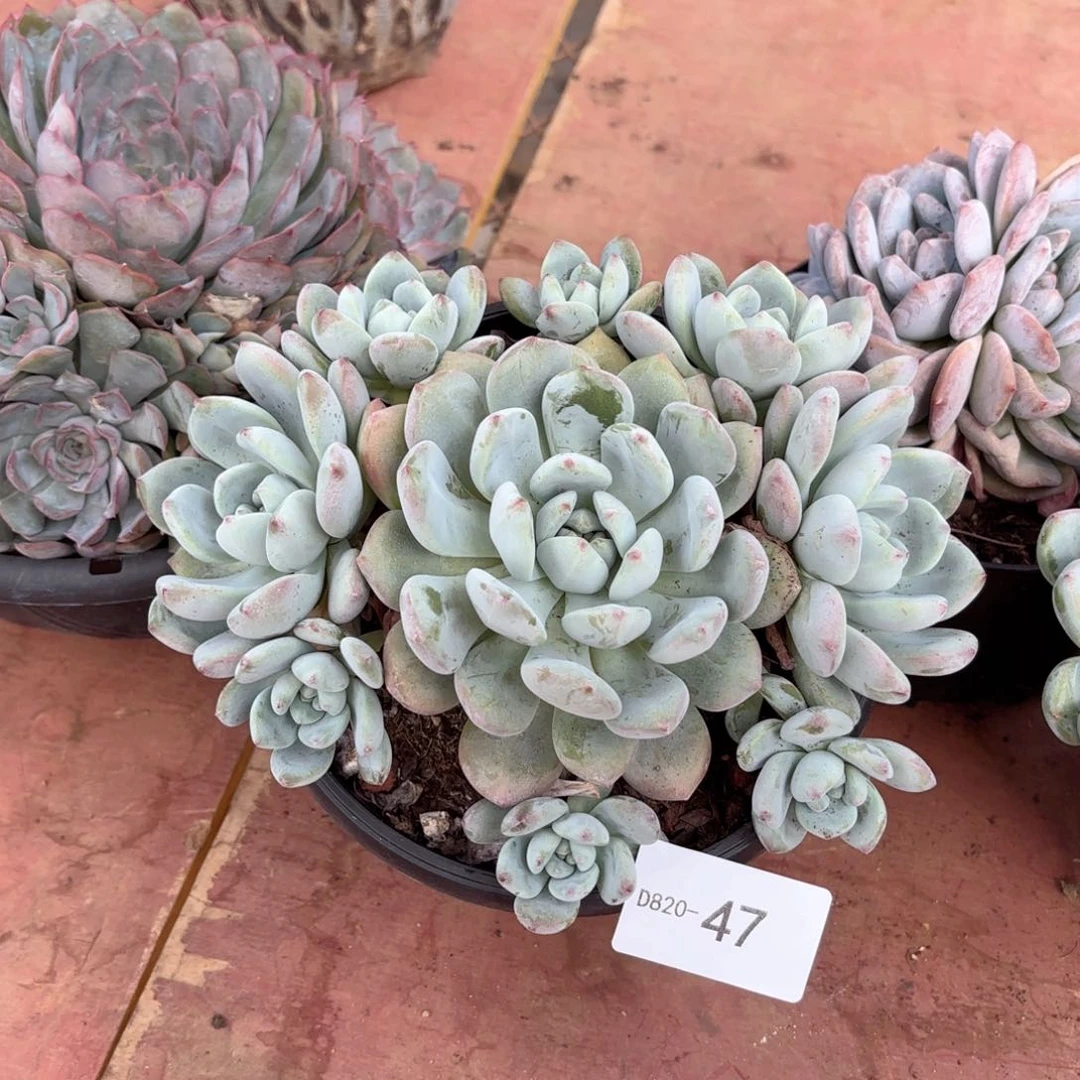 2047望舒同温层花卉