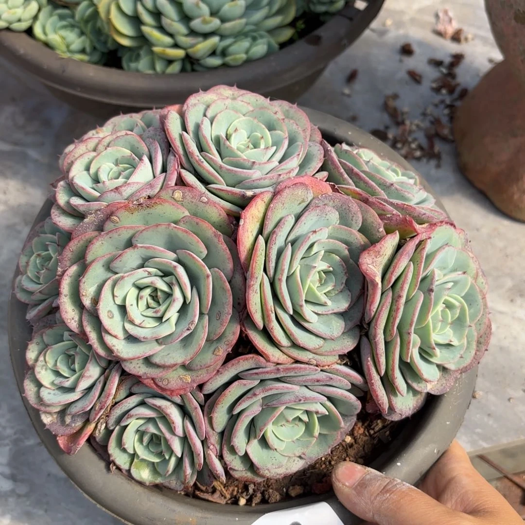 同温层多肉奶油黄桃93