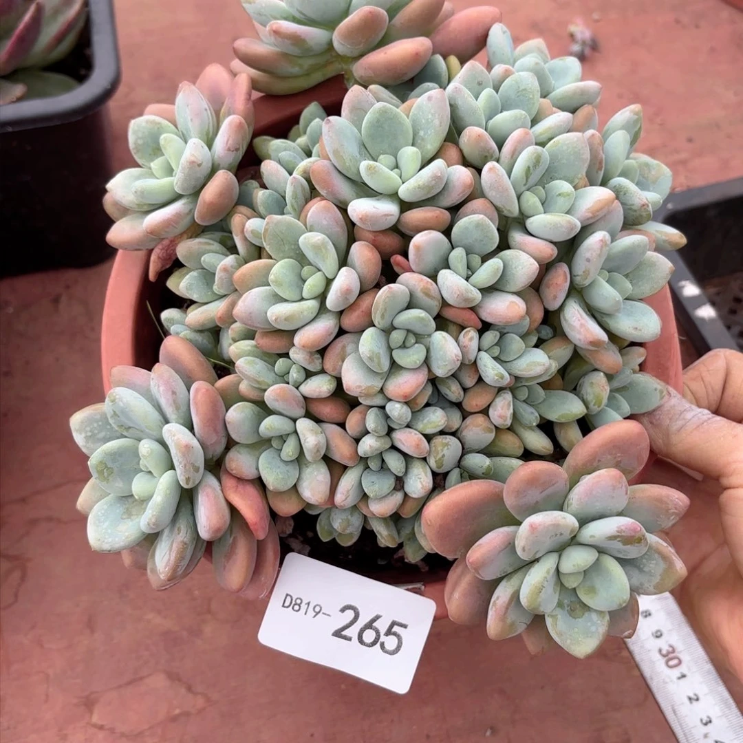 19265红洛神同温层花卉