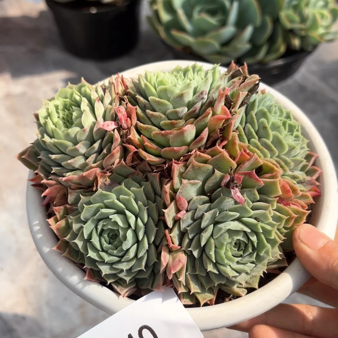 同温层多肉朱砂痣40