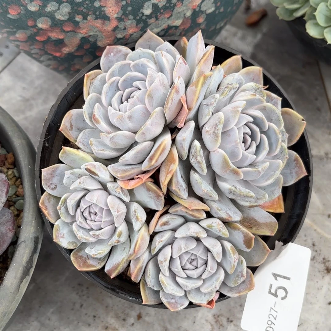 同温层多肉汉堡51