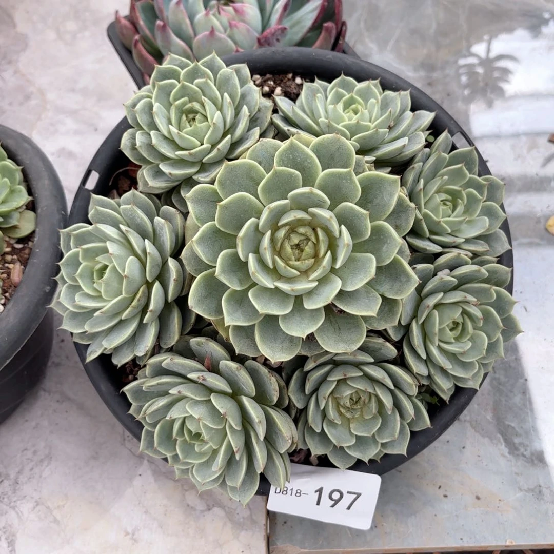 18197笨吧同温层花卉
