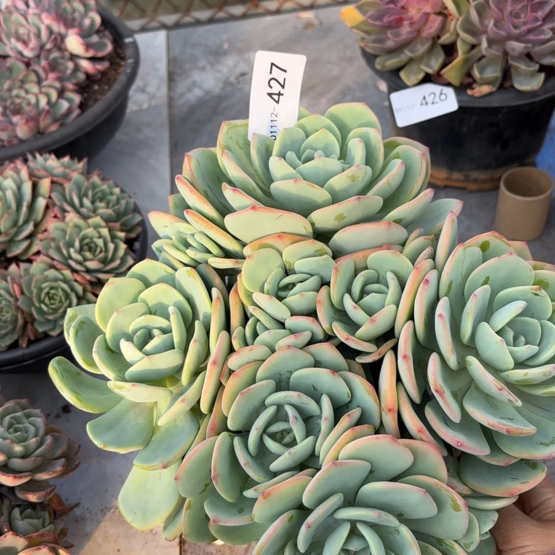 同温层多肉白月光427