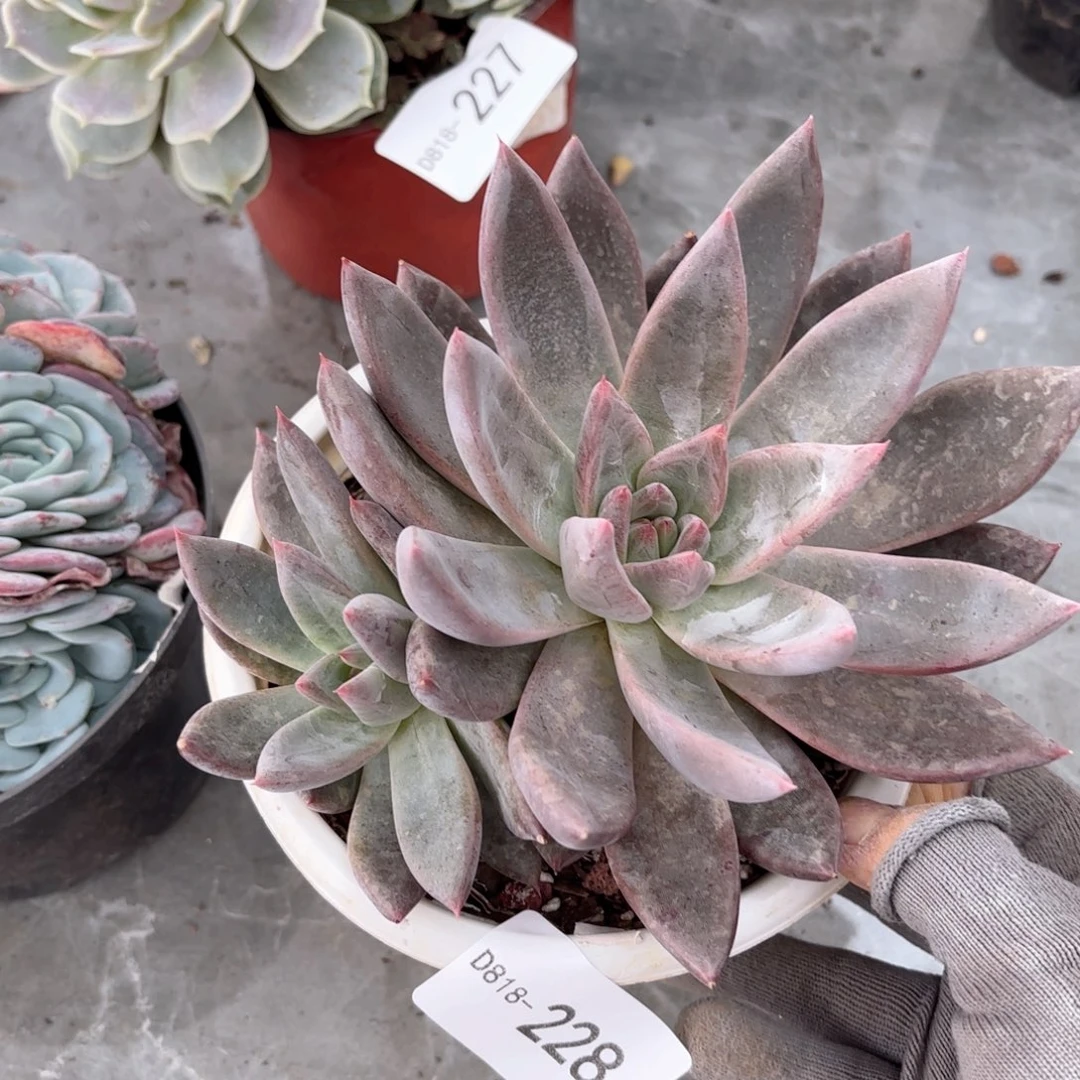 18228圣徒同温层花卉