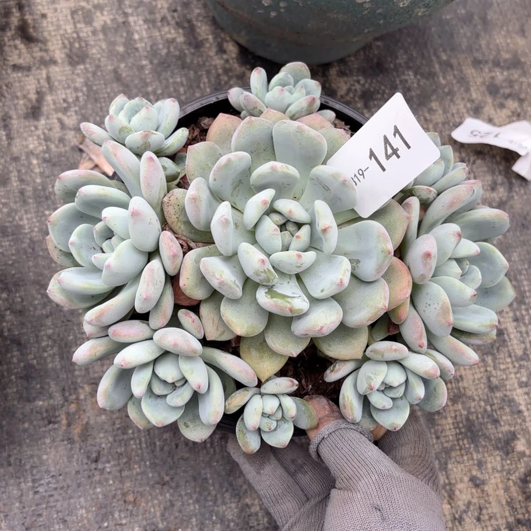 19141望舒同温层花卉